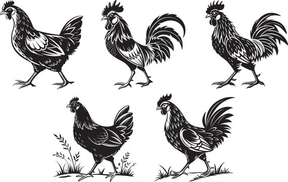 Black silhouette of a Rooster, chicken and chicks standing proudly in farm, vector