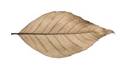 Detailed macro view of a dry brown leaf with intricate veins isolated on transparent background