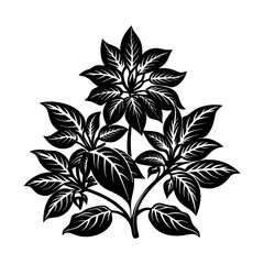 Vector illustration of black and white botanical plant with leaves for design element use