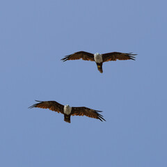 Sea Eagle flying over at Patong Beach looking for his food on the beautiful island of Phuket Thailand