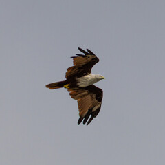 Sea Eagle flying over at Patong Beach looking for his food on the beautiful island of Phuket Thailand