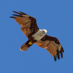 Sea Eagle flying over at Patong Beach looking for his food on the beautiful island of Phuket Thailand