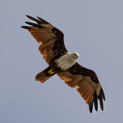 Sea Eagle flying over at Patong Beach looking for his food on the beautiful island of Phuket Thailand