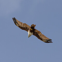 Sea Eagle flying over at Patong Beach looking for his food on the beautiful island of Phuket Thailand