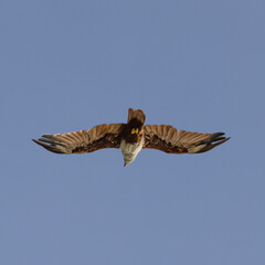 Sea Eagle flying over at Patong Beach looking for his food on the beautiful island of Phuket Thailand