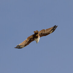 Sea Eagle flying over at Patong Beach looking for his food on the beautiful island of Phuket Thailand