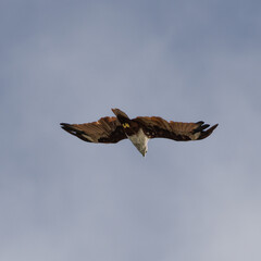 Sea Eagle flying over at Patong Beach looking for his food on the beautiful island of Phuket Thailand