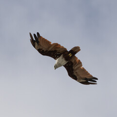 Sea Eagle flying over at Patong Beach looking for his food on the beautiful island of Phuket Thailand