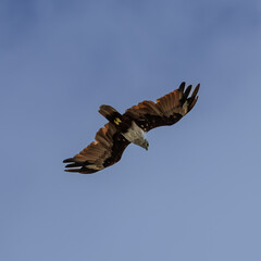 Sea Eagle flying over at Patong Beach looking for his food on the beautiful island of Phuket Thailand