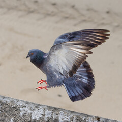 Pigeon Bird ion Patong Beach on beautiful island of Phuket Thailand