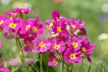 Obraz premium Closeup of the blossoms of an Primula acaulis hybrid.