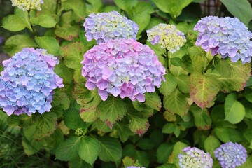 Purple hydrangea flowers