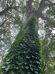 tree in the forest