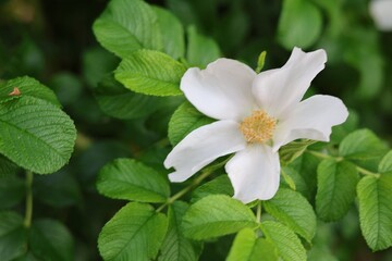 white flowers in the garden