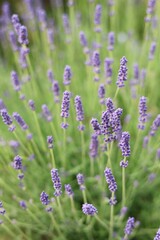 Fototapeta premium Lavender Field in England
