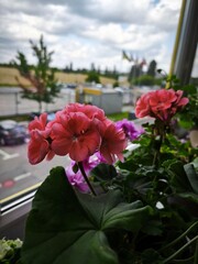 garden pelargonium, house flowers, flowering pots, indoor violets, green office, landscaping of apartments and premises