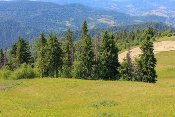A flourishing green meadow in the foreground stretches towards a line of tall coniferous trees,...