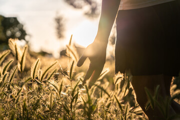 Mindful walk through wheat at sunset. Natural lifestyle and mindfulness concept.