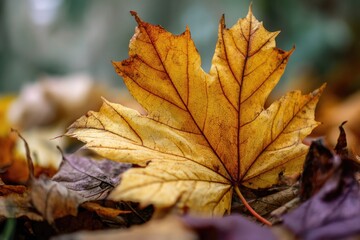 Close-up of a vibrant autumn leaf (1)