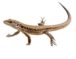 Fototapeta premium Lizard Mid-Stride on Cracked Desert Ground with Scattered Pebbles, Dynamic Pose, Isolated