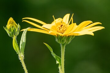 Yellow cup plant flower blooming in summer
