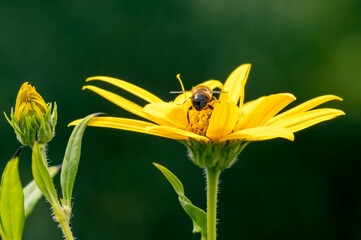 Bee pollinating yellow sunflower with blurred green background