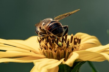 Bee collecting pollen on a yellow flower in summer