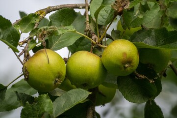 Green apples hanging on branch: growing in orchard