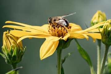 Honey bee pollinating bright yellow sunflower in summer garden