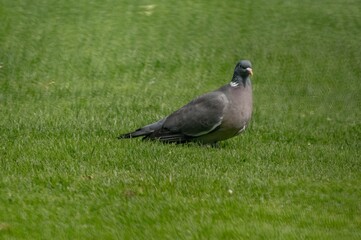 Wood pigeon walking on green grass in a park