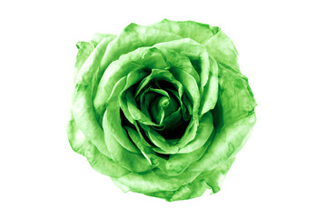 Obraz premium a green rose is shown on a white background