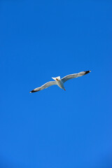 Seagull flying and bright blue sky.
