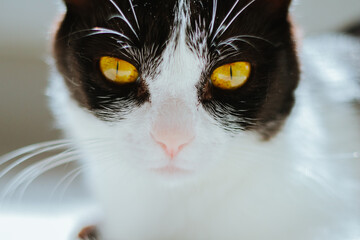Close-up portrait of a black and white cat with striking yellow eyes, showcasing its unique facial...
