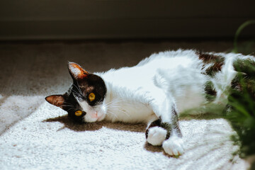 Black and white cat with striking yellow eyes is lounging on a soft carpet, basking in warm...