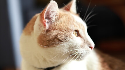 portrait of a cat