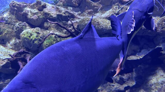 Close up underwater scene showing symbiotic cleaning interaction between large colossoma macropomum and smaller pterygoplichthys pardalis removing parasites