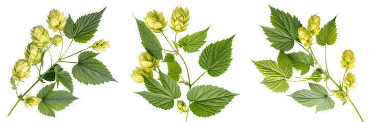 Set of Hop with leaves and flowers isolated on a transparent background