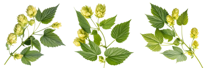 Set of Hop with leaves and flowers isolated on a transparent background
