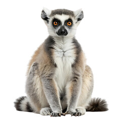 ring tailed lemur catta