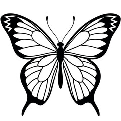  Butterfly vector illustration.
