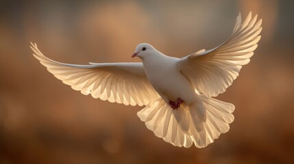 Obraz premium Peaceful white dove in flight with outstretched wings during sunrise or sunset outdoor scene.