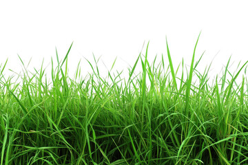 Obraz premium Vibrant green grass blades growing densely in a natural field isolated on transparent background