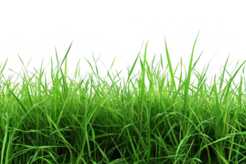Vibrant green grass blades growing densely in a natural field isolated on transparent background