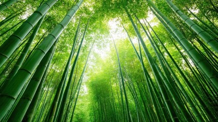 Fototapeta premium Lush green bamboo forest with tall slender stalks reaching towards bright sunlight.
