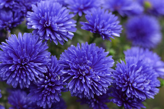 Vibrant purple asters in full bloom with soft natural lighting. Close-up floral texture and rich color make it perfect for nature, wellness, or seasonal design concepts.