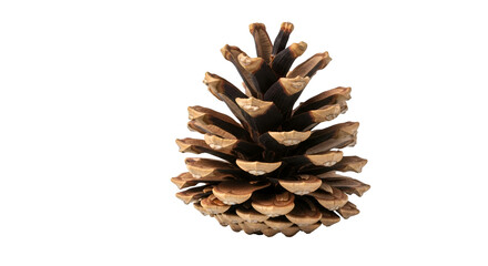 Pine Cone Details: Nature's Geometry on Transparent Background