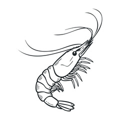 Fototapeta premium Ink drawing of shrimp with detailed line art and elegant curved antennae. Hand draw vector illustration