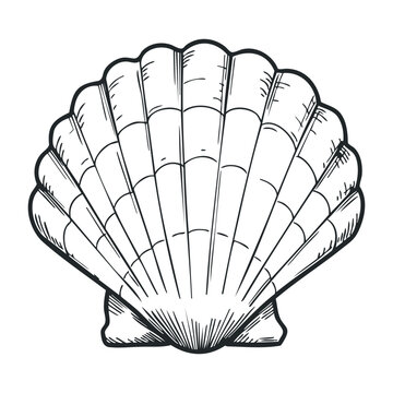 Detailed black and white seashell drawing showcasing natural patterns. Hand draw vector illustration