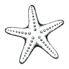 Black and white starfish drawing with detailed texture and dotted patterns. Hand draw vector illustration