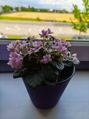 indoor violet, violet in a pot, home flowers, blooming flower pots, purple flowers, pink flowers,...
